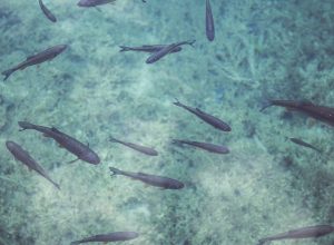 Pourquoi intégrer un otocinclus affinis dans un aquarium ?