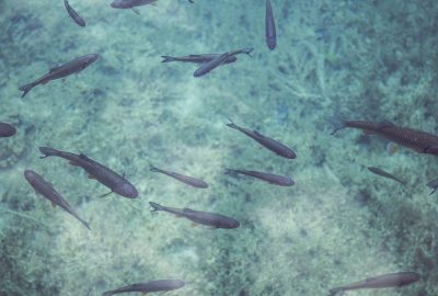 Pourquoi intégrer un otocinclus affinis dans un aquarium ?