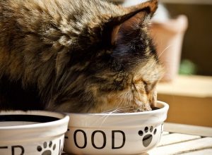 Comment dénicher une bonne croquette pour ses animaux domestiques ?