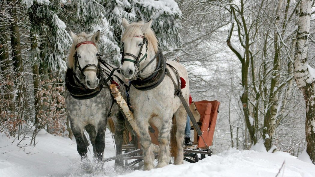 Achetez des floconnés sur Internet pour nourrir les chevaux