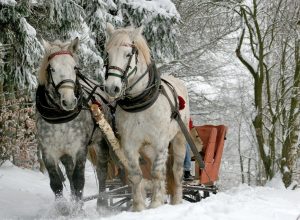 Achetez des floconnés sur Internet pour nourrir les chevaux