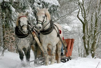 Achetez des floconnés sur Internet pour nourrir les chevaux