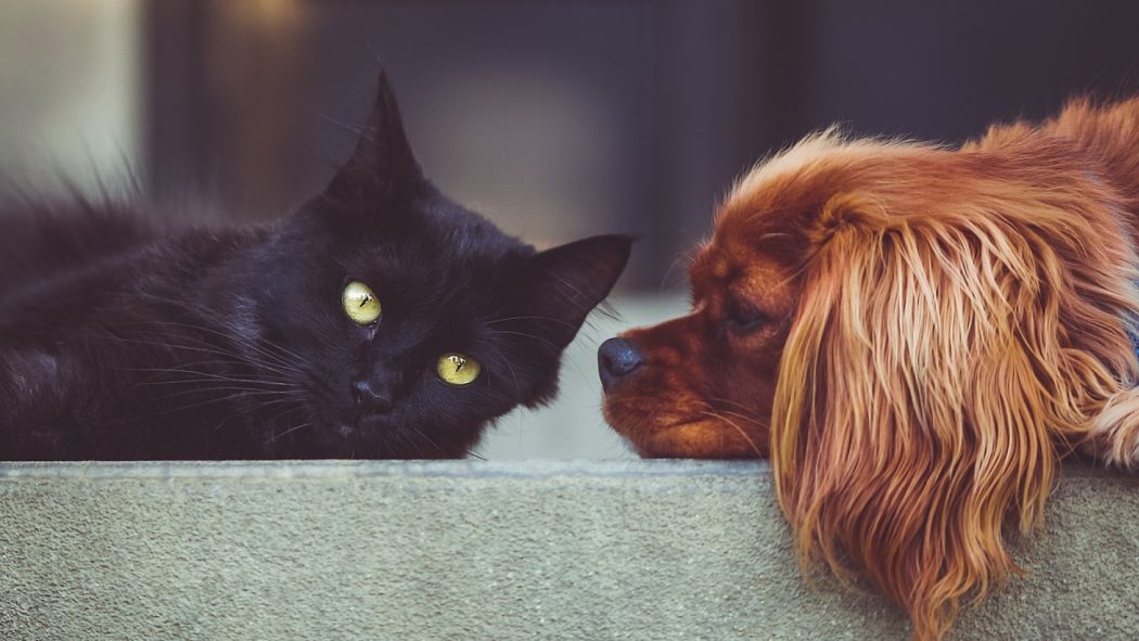 Chien ou chat : comment choisir l'animal qui vous convient le mieux ?