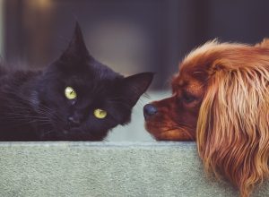 Chien ou chat : comment choisir l'animal qui vous convient le mieux ?