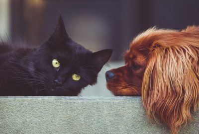 Chien ou chat : comment choisir l'animal qui vous convient le mieux ?