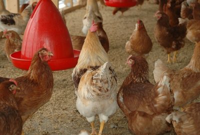 Le matériel d'abreuvement pour volailles : un élément essentiel pour votre élevage