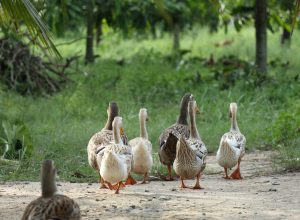 Redécouvrez la nature en optant pour un séjour à la ferme