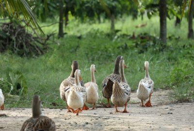 Redécouvrez la nature en optant pour un séjour à la ferme