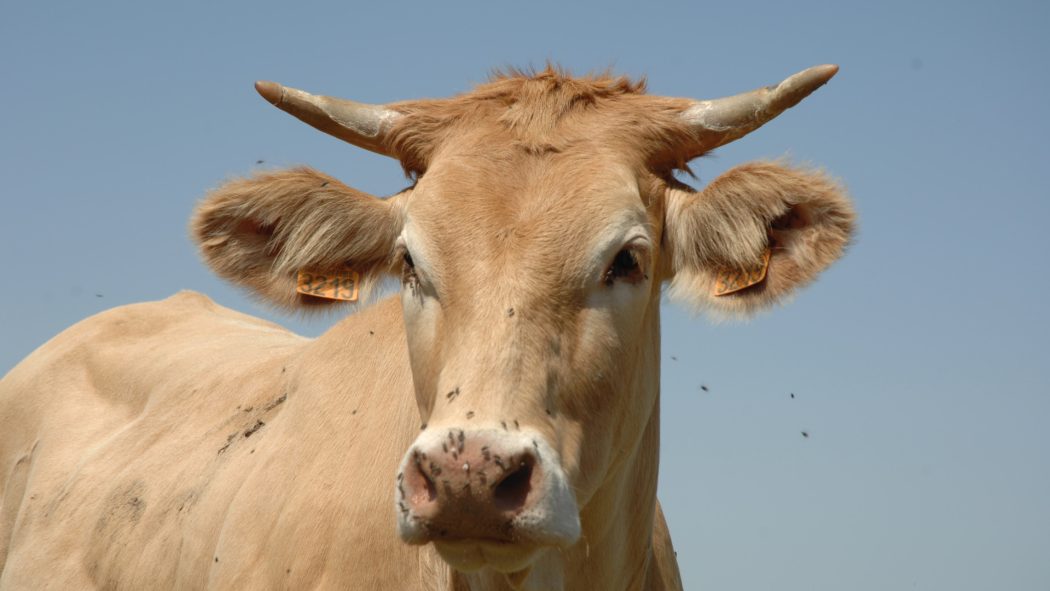 Pourquoi l'utilisation de matériaux de contention est cruciale pour la protection des bovins