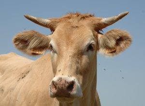 Pourquoi l'utilisation de matériaux de contention est cruciale pour la protection des bovins