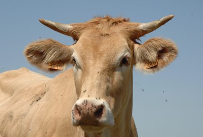 Pourquoi l'utilisation de matériaux de contention est cruciale pour la protection des bovins