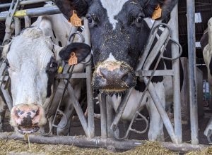 L'élevage : une activité qui demande d'avoir des équipements adéquats, en bon état