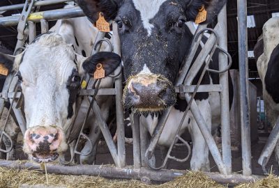 L'élevage : une activité qui demande d'avoir des équipements adéquats, en bon état