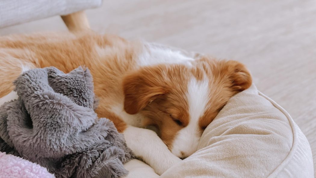 Pourquoi un bon lit est essentiel pour le bien-être de votre chien ?