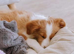 Pourquoi un bon lit est essentiel pour le bien-être de votre chien ?