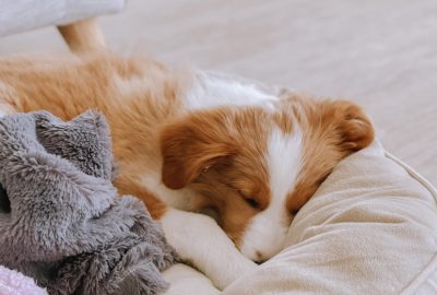 Pourquoi un bon lit est essentiel pour le bien-être de votre chien ?