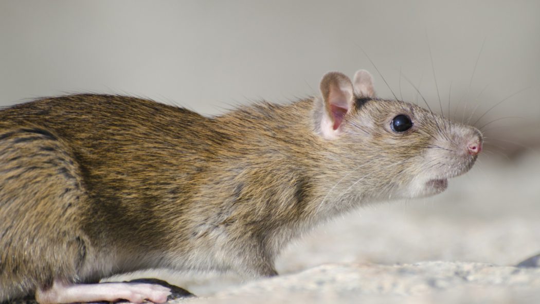 Pourquoi il est essentiel de mieux comprendre les rats pour mieux s'en protéger ?