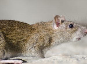 Pourquoi il est essentiel de mieux comprendre les rats pour mieux s'en protéger ?