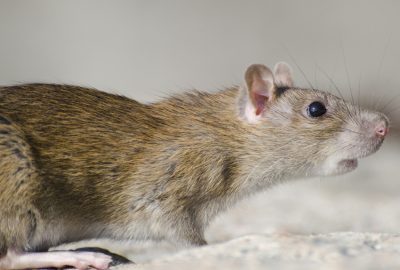 Pourquoi il est essentiel de mieux comprendre les rats pour mieux s'en protéger ?