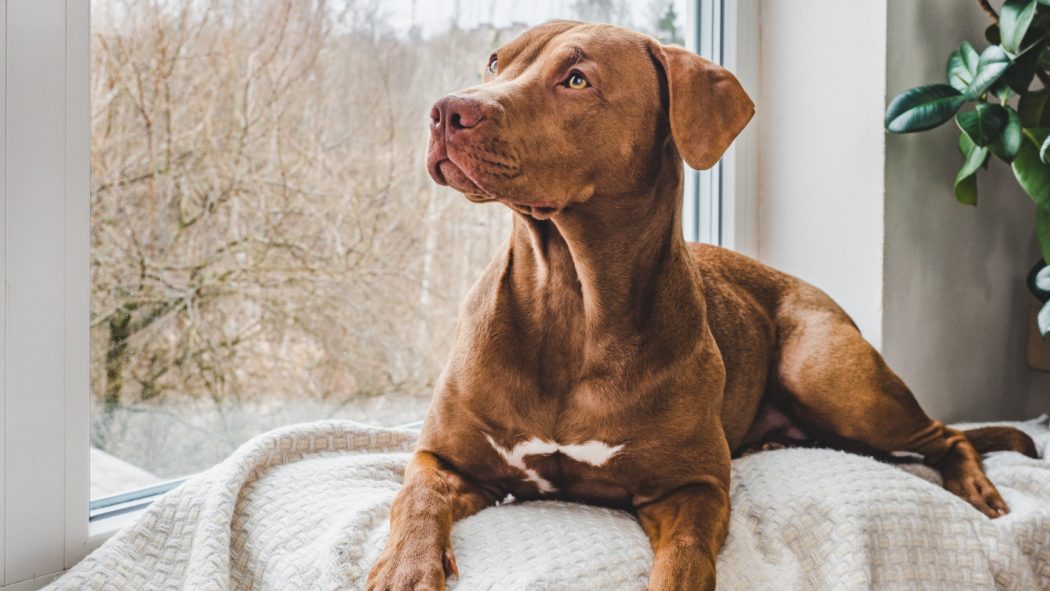 Comment choisir la bonne assurance pour son chien ?