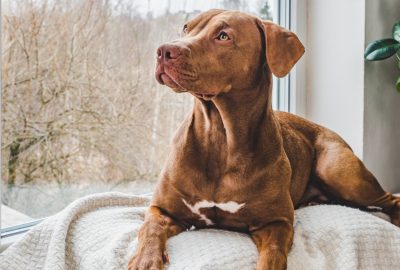 Comment choisir la bonne assurance pour son chien ?