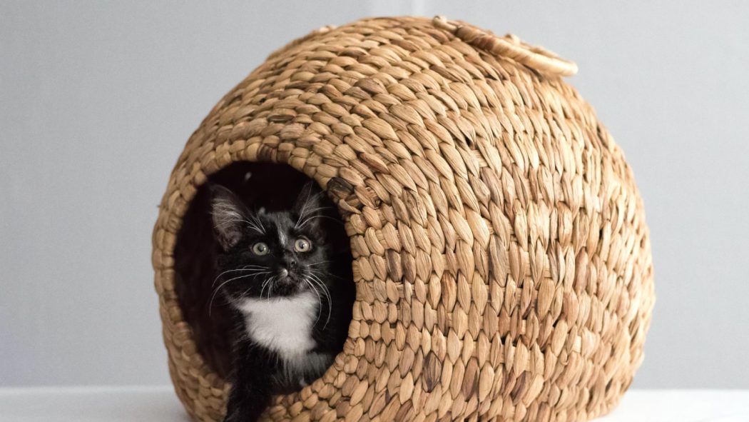 Comment choisir le meilleur lit pour votre chat : confort, design et praticité