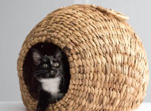 Comment choisir le meilleur lit pour votre chat : confort, design et praticité