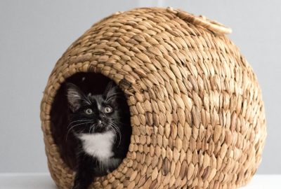 Comment choisir le meilleur lit pour votre chat : confort, design et praticité